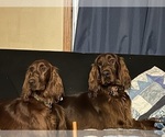Small Photo #7 Irish Setter Puppy For Sale in ONEONTA, NY, USA