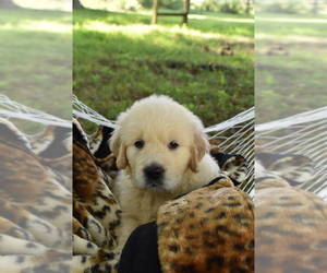 English Cream Golden Retriever Puppy for sale in NEWCOMERSTOWN, OH, USA