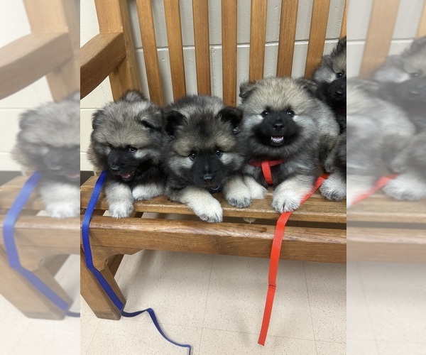 Medium Photo #7 Keeshond Puppy For Sale in MANCHESTER TOWNSHIP, NJ, USA