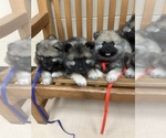 Small #6 Keeshond