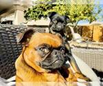 Small #1 Brussels Griffon