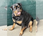 Small Photo #29 Rottweiler Puppy For Sale in AURORA, CO, USA