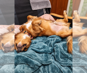Rusty - OC - Male Dachshund-Unknown Mix Dog for Adoption - Photo #3