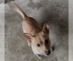 Small #2 Mutt