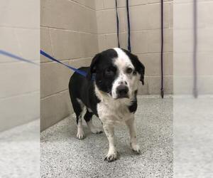 Labrador Retriever-Unknown Mix Dogs for adoption in Conroe, TX, USA