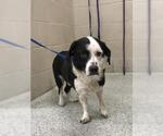 Small Labrador Retriever Mix