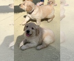 Small Photo #3 Golden Retriever Puppy For Sale in LAKE PARK, GA, USA