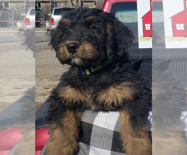Medium Photo #29 Bernedoodle Puppy For Sale in GRANTSVILLE, UT, USA