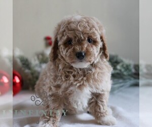 Maltipoo Puppy for sale in LITITZ, PA, USA