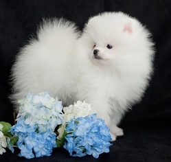 Pomeranian Puppy for sale in CAMBRIDGE, MA, USA