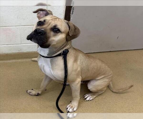 Medium Photo #1 Mutt Puppy For Sale in Derwood, MD, USA