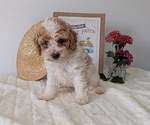 Small #13 Poodle (Miniature)