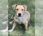 Small American Pit Bull Terrier Mix