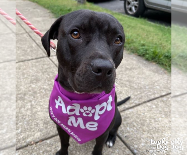 Medium Photo #9 Labrador Retriever Puppy For Sale in Washington, DC, USA