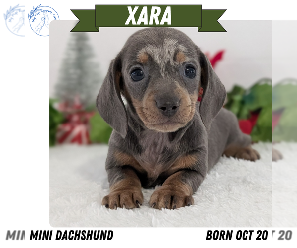 Medium Photo #1 Dachshund Puppy For Sale in GOSHEN, IN, USA