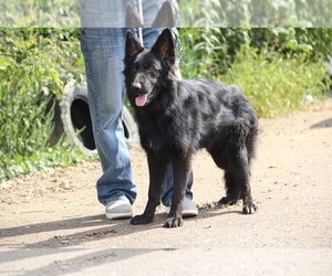 German Shepherd Dog Puppy for Sale in DYERSBURG, Tennessee USA