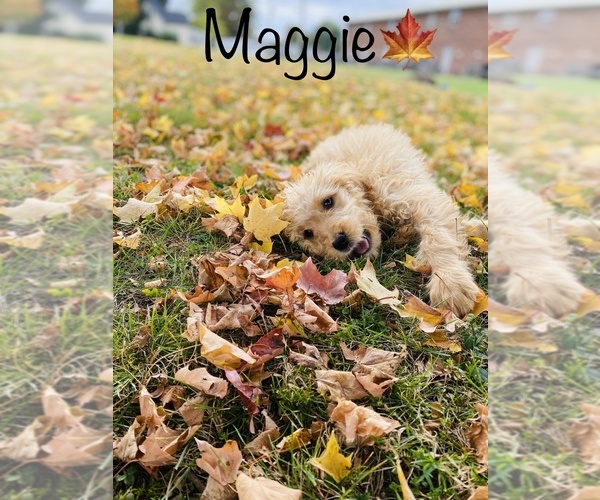 Medium Photo #5 Goldendoodle Puppy For Sale in COOKEVILLE, TN, USA