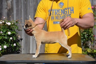 Chihuahua Puppy for sale in SAN LORENZO, CA, USA
