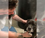Small #5 Mutt