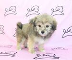 Small Photo #17 Pom-A-Poo Puppy For Sale in LAS VEGAS, NV, USA