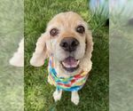 Small #11 Cocker Spaniel