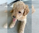 Small #17 Labradoodle