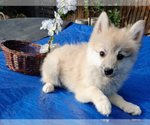 Small Photo #3 Pomsky Puppy For Sale in LOVELAND, CO, USA