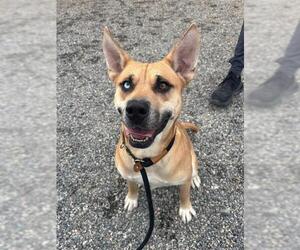 Australian Shepherd-Unknown Mix Dogs for adoption in Palmetto, FL, USA