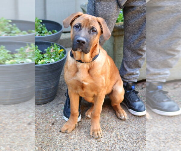 Medium Photo #2 Labrador Retriever-Unknown Mix Puppy For Sale in Germanton, TN, USA