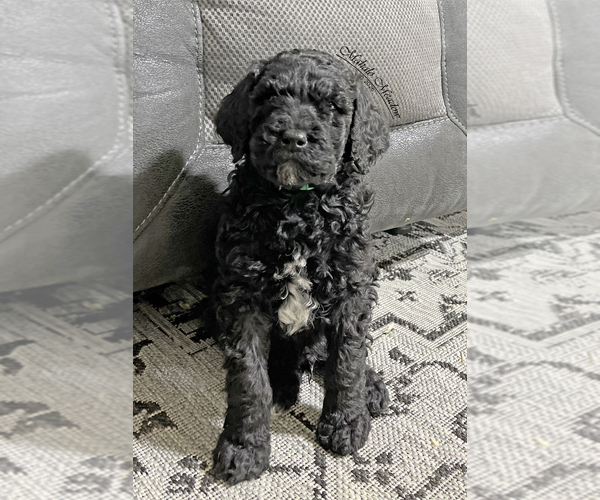 Medium Photo #2 Poodle (Standard) Puppy For Sale in SUFFOLK, VA, USA