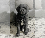 Small #1 Poodle (Standard)