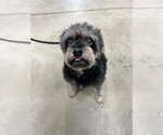 Small #1 Mutt