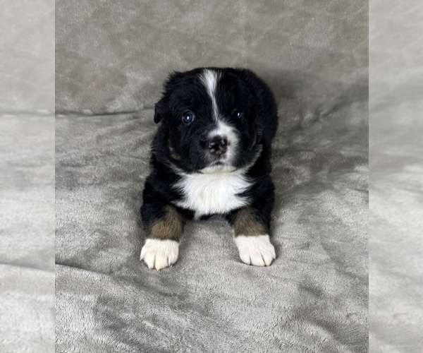 Medium Photo #30 Australian Shepherd Puppy For Sale in SALISBURY, NC, USA