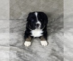 Small Photo #30 Australian Shepherd Puppy For Sale in SALISBURY, NC, USA