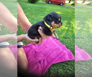Rottweiler Puppy for sale in NEW SALISBURY, IN, USA