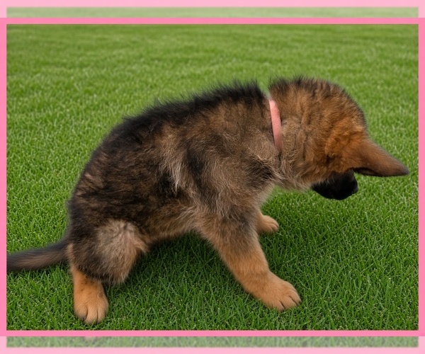 Medium Photo #3 German Shepherd Dog Puppy For Sale in NAPLES, FL, USA