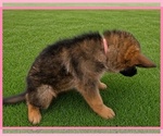 Small #2 German Shepherd Dog