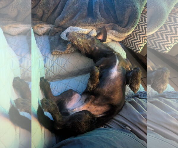 Medium Photo #3 Dachshund-Unknown Mix Puppy For Sale in Weston, FL, USA