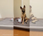 Small German Shepherd Dog