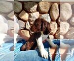 Puppy Bear English Springer Spaniel