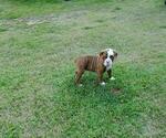Small Photo #7 Olde English Bulldogge Puppy For Sale in ECRU, MS, USA