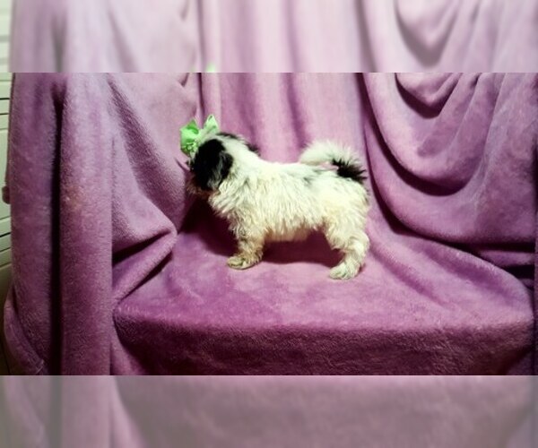 Medium Photo #8 ShihPoo Puppy For Sale in BUFFALO, MO, USA