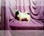 Small Photo #8 ShihPoo Puppy For Sale in BUFFALO, MO, USA