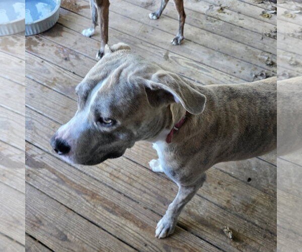 Medium Photo #3 Mutt Puppy For Sale in Williamsburg, IA, USA