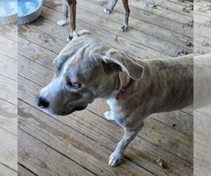 Smokie (Courtesy Listing) - Male Mutt Dog for Adoption - Photo #3