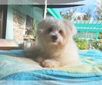Small Maltipom