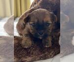 Small Photo #10 Shorkie Tzu Puppy For Sale in EDMOND, OK, USA