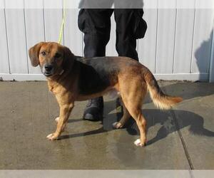 Beagle-Unknown Mix Dogs for adoption in Louisville, KY, USA