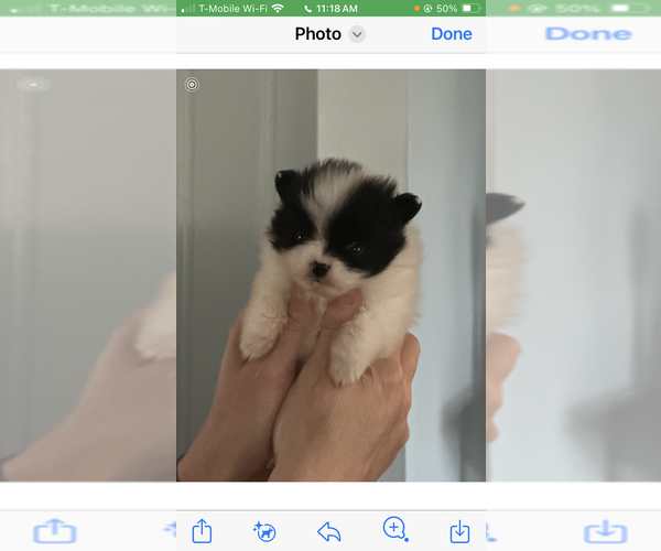 Medium Photo #11 Pomeranian Puppy For Sale in MOSS POINT, MS, USA