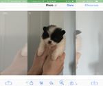 Small Photo #11 Pomeranian Puppy For Sale in MOSS POINT, MS, USA